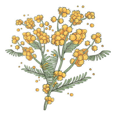 spilanthes-flower
